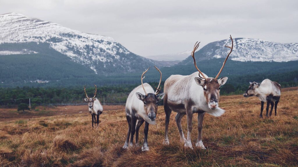 Vaihtoehtoinen lorem ipsum -teksti