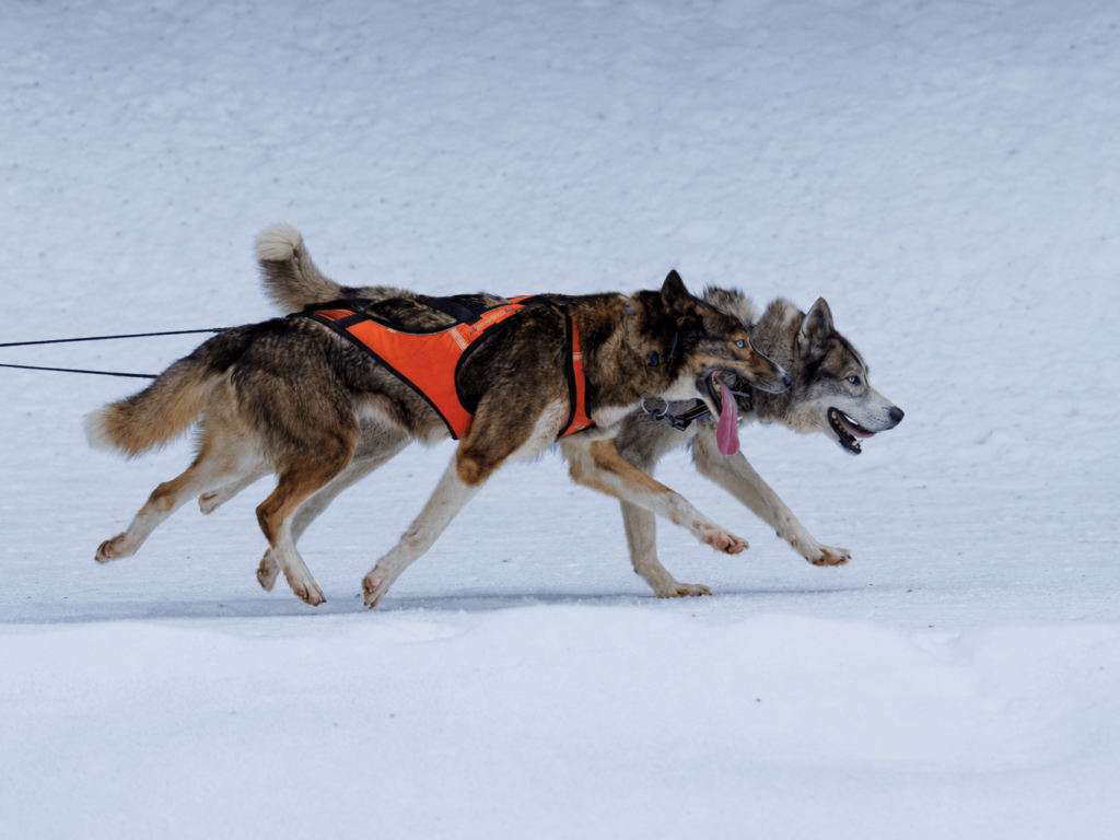 Proaktiv riskhantering med Navigora